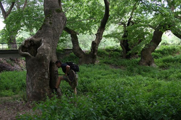 Gorna Breznica, 24.6.2010
Václav kontroluje dutinu prastarého platanu.
Schlüsselwörter: Gorna Breznica Václav Dušánek Ischnodes sanguinicollis