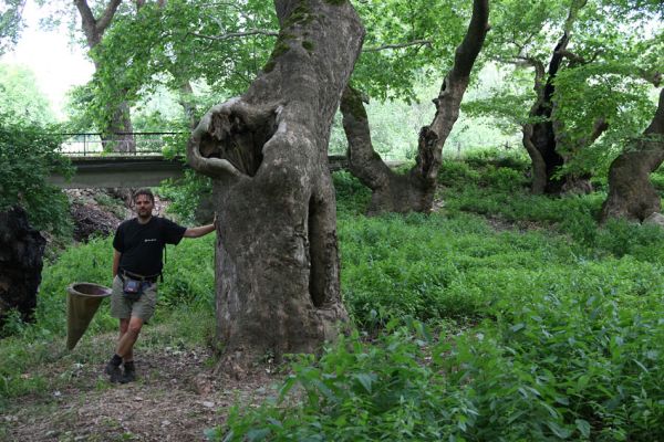 Gorna Breznica, 24.6.2010
Prastarý platanový háj na okraji obce. Václav u dutého platanu.
Klíčová slova: Gorna Breznica Václav Dušánek Ischnodes sanguinicollis