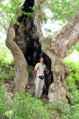 Gorna Breznica, 24.6.2010
Prastarý platan v háji na okraji obce. Petr hledá Ischnodese. 
Klíčová slova: Gorna Breznica Petr Brůha Ischnodes sanguinicollis