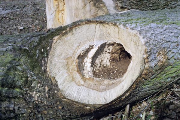 Grygov, 12.3.2002
Království, lužní les. Dutina v dubu obnažená po odříznutí větve, osídlená kovaříky Brachygonus megerlei.


Klíčová slova: Grygov Království Brachygonus megerlei