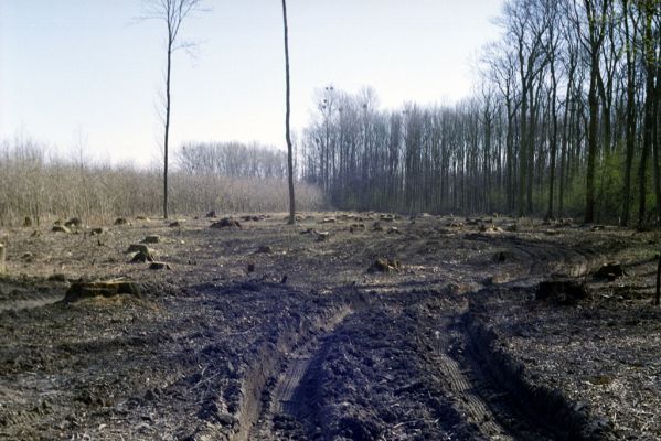 Grygov, 12.3.2002
Království, lužní les.
Klíčová slova: Grygov Království