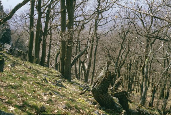 Jelenec, 10.4.1997
Vrch Dúň. Suťový les pod hradem Gýmeš.


Klíčová slova: Jelenec vrch Dúň Gýmeš Ampedus praeustus Hypoganus inunctus