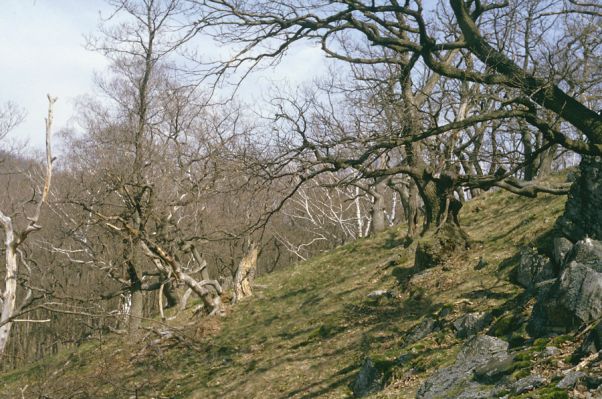 Jelenec, 10.4.1997
Vrch Dúň. Suťový les pod hradem Gýmeš.



Klíčová slova: Jelenec vrch Dúň Gýmeš Hypoganus inunctus Elater ferrugineus Cardiophorus anticus