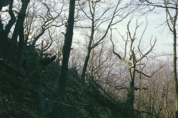Jelenec, 10.4.1997
Vrch Dúň. Suťový les pod hradem Gýmeš. 
Klíčová slova: Jelenec vrch Dúň Gýmeš Ampedus praeustus Hypoganus inunctus