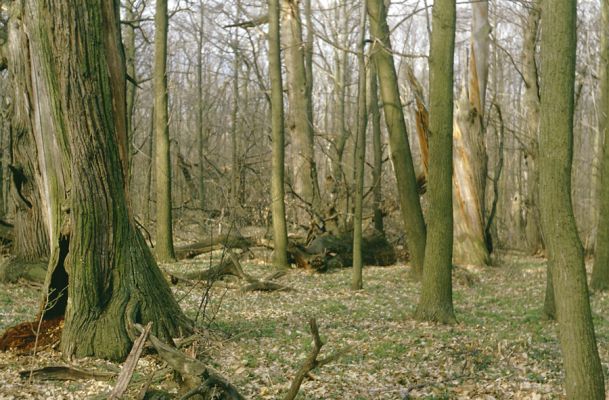 Jelenec, 10.4.1997
Jelenecká gaštanica.


Klíčová slova: Jelenec Jelenecká gaštanica Gnorimus variabilis