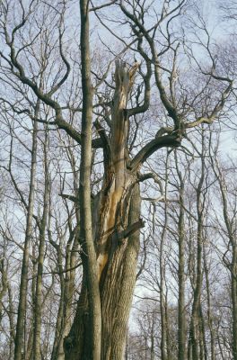 Jelenec, 10.4.1997
Jelenecká gaštanica.


Klíčová slova: Jelenec Jelenecká gaštanica Gnorimus variabilis