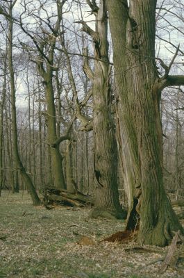 Jelenec, 10.4.1997
Jelenecká gaštanica.


Klíčová slova: Jelenec Jelenecká gaštanica Gnorimus variabilis