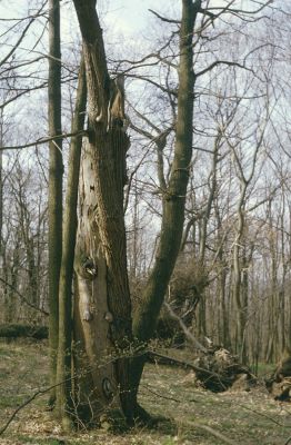 Jelenec, 10.4.1997
Jelenecká gaštanica.


Klíčová slova: Jelenec Jelenecká gaštanica Gnorimus variabilis
