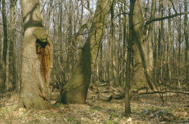 Jelenec, 10.4.1997
Jelenecká gaštanica.
Klíčová slova: Jelenec Jelenecká gaštanica Gnorimus variabilis