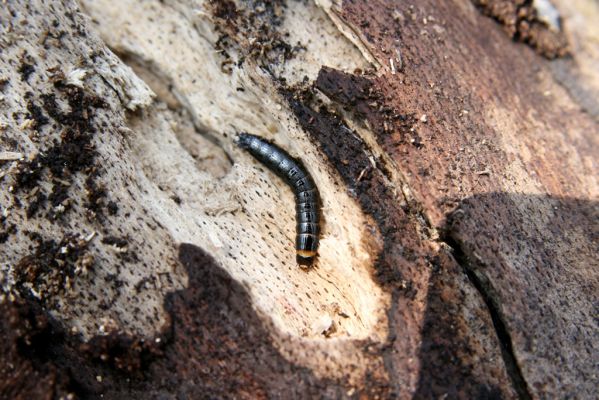 Vihorlat, Humenský Sokol, 22.4.2013
Trouchnivé dřevo padlého buku - larva Stenagostus rhombeus



Klíčová slova: Humenné Vihorlat Humenský Sokol Stenagostus rhombeus