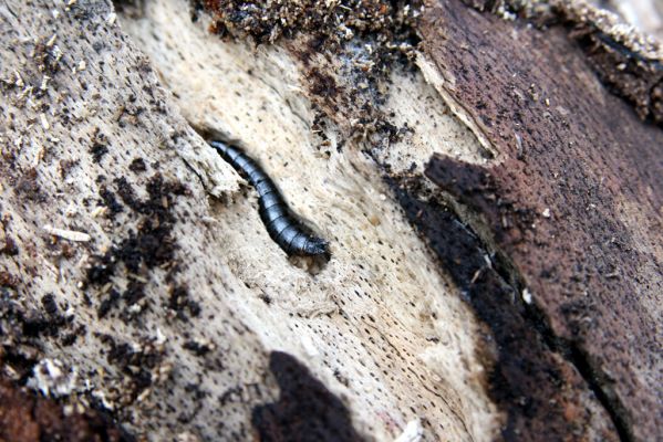 Vihorlat, Humenský Sokol, 22.4.2013
Trouchnivé dřevo padlého buku - larva Stenagostus rhombeus




Klíčová slova: Humenné Vihorlat Humenský Sokol Stenagostus rhombeus