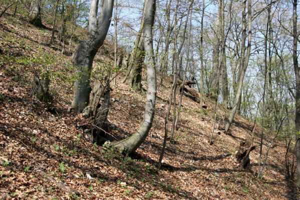 Vihorlat, Humenský Sokol, 22.4.2013
Bukový les na východním svahu.




Klíčová slova: Humenné Vihorlat Humenský Sokol Stenagostus rhombeus