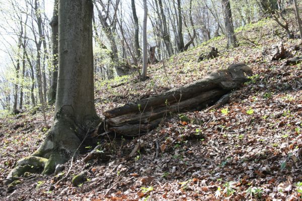 Vihorlat, Humenský Sokol, 22.4.2013
Trouchnivý padlý buk - biotop kovaříka Stenagostus rhombeus




Klíčová slova: Humenné Vihorlat Humenský Sokol Stenagostus rhombeus