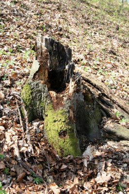 Vihorlat, Humenský Sokol, 22.4.2013
Dutý trouchnivý pahýl buku - biotop kovaříka Elater ferrugineus




Klíčová slova: Humenné Vihorlat Humenský Sokol Elater ferrugineus