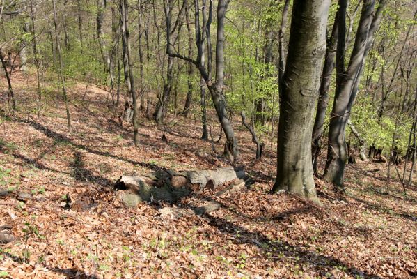 Vihorlat, Humenský Sokol, 22.4.2013
Bukový les na východním svahu.




Mots-clés: Humenné Vihorlat Humenský Sokol Stenagostus rhombeus