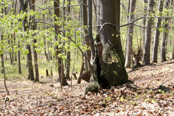 Vihorlat, Humenský Sokol, 22.4.2013
Dutý buk - biotop kovaříků Elater ferrugineus a Ischnodes sanguinicollis.




Klíčová slova: Humenné Vihorlat Humenský Sokol Elater ferrugineus Ischnodes sanguinicollis