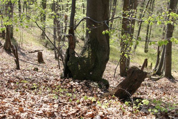 Vihorlat, Humenský Sokol, 22.4.2013
Dutý buk - biotop kovaříků Elater ferrugineus a Ischnodes sanguinicollis.


Klíčová slova: Humenné Vihorlat Humenský Sokol Elater ferrugineus Ischnodes sanguinicollis