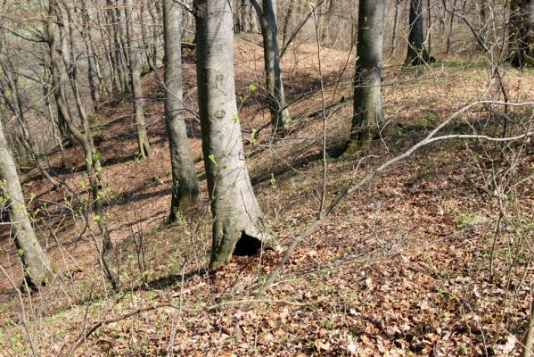 Vihorlat, Humenský Sokol, 22.4.2013
Dutý buk v lese na hřbetu kopce - biotop kovaříků Elater ferrugineus a Ischnodes sanguinicollis.


Mots-clés: Humenné Vihorlat Humenský Sokol Elater ferrugineus Ischnodes sanguinicollis