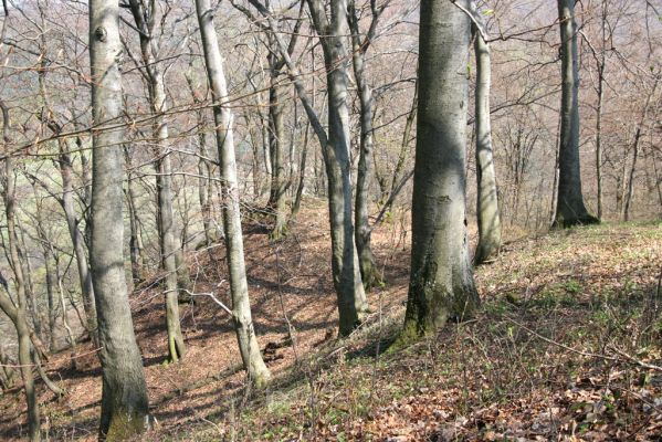 Vihorlat, Humenský Sokol, 22.4.2013
Bukový les na hřbetu kopce.



Klíčová slova: Humenné Vihorlat Humenský Sokol Elater ferrugineus Ischnodes sanguinicollis