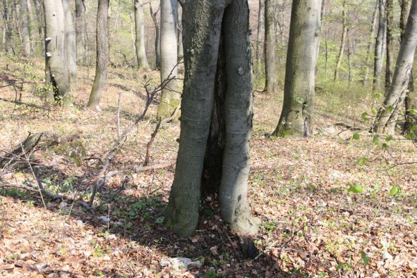 Vihorlat, Humenský Sokol, 22.4.2013
Dutý buk - biotop kovaříků Elater ferrugineus a Ischnodes sanguinicollis.



Klíčová slova: Humenné Vihorlat Humenský Sokol Elater ferrugineus Ischnodes sanguinicollis