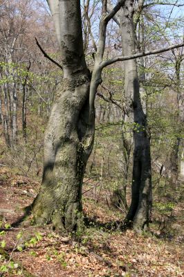 Vihorlat, Humenský Sokol, 22.4.2013
Bukový les na východním svahu.


Mots-clés: Humenné Vihorlat Humenský Sokol Elater ferrugineus Ischnodes sanguinicollis