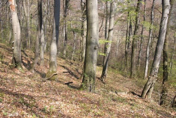 Vihorlat, Humenský Sokol, 22.4.2013
Bukový les na východním svahu.


Klíčová slova: Humenné Vihorlat Humenský Sokol Elater ferrugineus Ischnodes sanguinicollis Crepidophorus mutilatus
