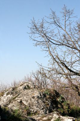 Vihorlat, Humenský Sokol, 22.4.2013
Červená skala.

Klíčová slova: Humenné Vihorlat Humenský Sokol Červená skala Anostirus atropilosus