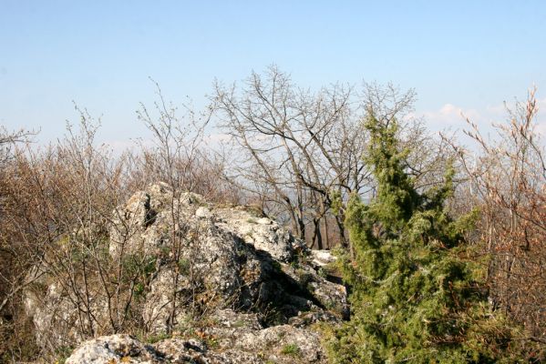 Vihorlat, Humenský Sokol, 22.4.2013
Červená skala.



Klíčová slova: Humenné Vihorlat Humenský Sokol Červená skala Anostirus atropilosus