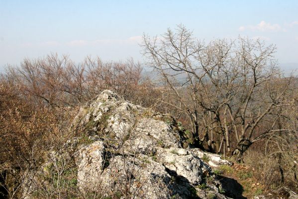 Vihorlat, Humenský Sokol, 22.4.2013
Červená skala.



Schlüsselwörter: Humenné Vihorlat Humenský Sokol Červená skala Anostirus atropilosus