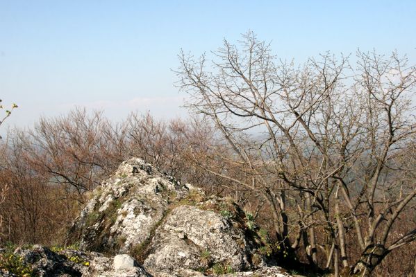 Vihorlat, Humenský Sokol, 22.4.2013
Červená skala.



Klíčová slova: Humenné Vihorlat Humenský Sokol Červená skala Anostirus atropilosus