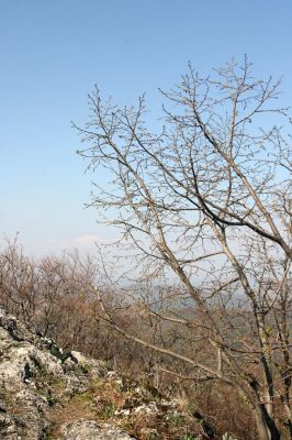 Vihorlat, Humenský Sokol, 22.4.2013
Červená skala.



Klíčová slova: Humenné Vihorlat Humenský Sokol Červená skala Anostirus atropilosus