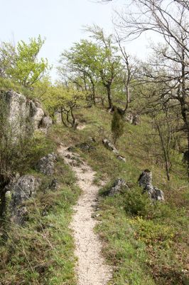 Vihorlat, Humenský Sokol, 27.4.2013
Červená skala z jihu.



Keywords: Humenné Vihorlat Humenský Sokol Červená skala Anostirus atropilosus