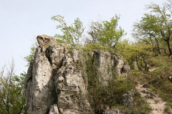 Vihorlat, Humenský Sokol, 27.4.2013
Červená skala z jihu.



Mots-clés: Humenné Vihorlat Humenský Sokol Červená skala Anostirus atropilosus