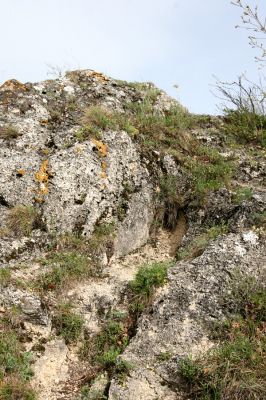 Vihorlat, Humenský Sokol, 27.4.2013
Červená skala.



Klíčová slova: Humenné Vihorlat Humenský Sokol Červená skala Anostirus atropilosus