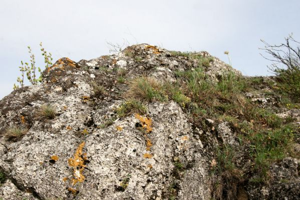 Vihorlat, Humenský Sokol, 27.4.2013
Červená skala.


Klíčová slova: Humenné Vihorlat Humenský Sokol Červená skala Anostirus atropilosus