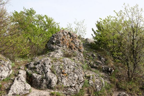 Vihorlat, Humenský Sokol, 27.4.2013
Červená skala.


Schlüsselwörter: Humenné Vihorlat Humenský Sokol Červená skala Anostirus atropilosus