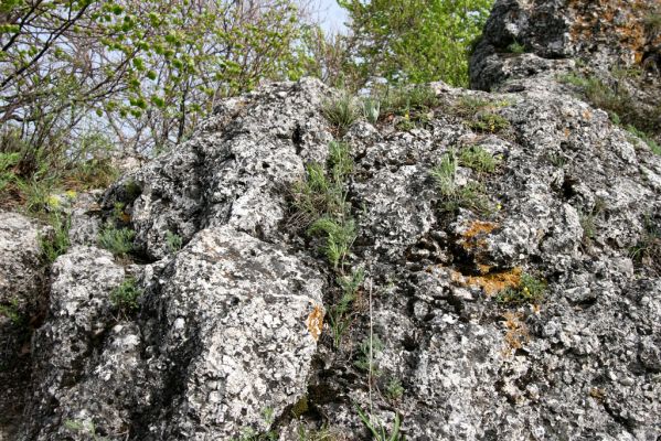 Vihorlat, Humenský Sokol, 27.4.2013
Červená skala.



Klíčová slova: Humenné Vihorlat Humenský Sokol Červená skala Anostirus atropilosus