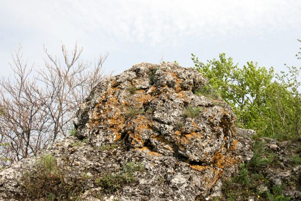 Vihorlat, Humenský Sokol, 27.4.2013
Červená skala.



Klíčová slova: Humenné Vihorlat Humenský Sokol Červená skala Anostirus atropilosus