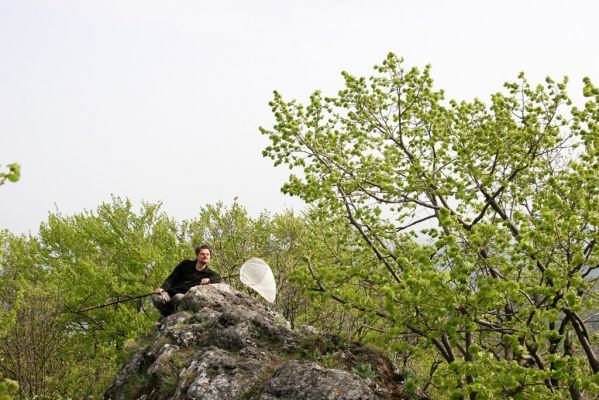 Vihorlat, Humenský Sokol, 27.4.2013
Červená skala. Takto se chytá Anostirus atropilosus se síťkou...



Klíčová slova: Humenné Vihorlat Humenský Sokol Červená skala Anostirus atropilosus Dušánek