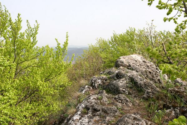 Vihorlat, Humenský Sokol, 27.4.2013
Červená skala.



Mots-clés: Humenné Vihorlat Humenský Sokol Červená skala Anostirus atropilosus