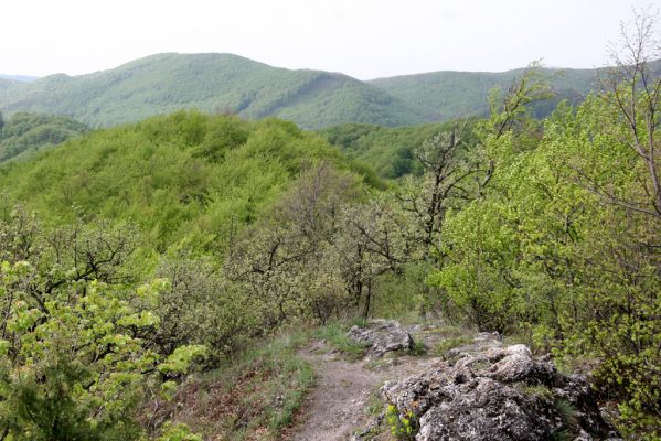 Vihorlat, Humenský Sokol, 27.4.2013
Červená skala.



Keywords: Humenné Vihorlat Humenský Sokol Červená skala Anostirus atropilosus