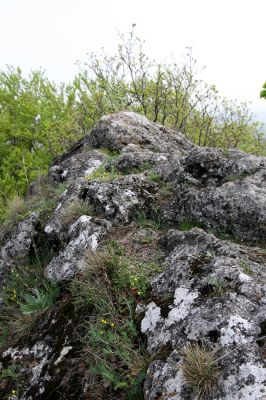 Vihorlat, Humenský Sokol, 27.4.2013
Červená skala.


Klíčová slova: Humenné Vihorlat Humenský Sokol Červená skala Anostirus atropilosus