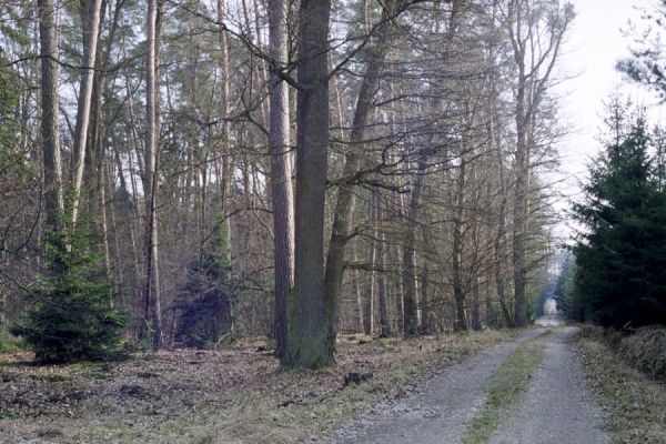 Hradec Králové, 6.3.2002
Okraj rezervace Sítovka.
Klíčová slova: Hradec Králové Sítovka