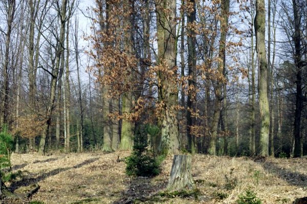 Hradec Králové, 6.3.2002
Rezervace Černá Stráň


Klíčová slova: Hradec Králové Černá Stráň