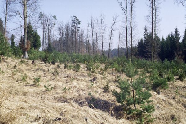Hradec Králové, 6.3.2002
Bývalá rezervace Císařská studánka.


Klíčová slova: Hradec Králové Císařská studánka