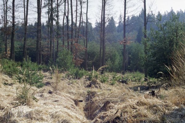 Hradec Králové, 6.3.2002
Rezervace Císařská studánka. Odvodňovací kanál podél důbů osídlených krasci Coroebus undatus.


Klíčová slova: Hradec Králové Císařská studánka Coroebus undatus.