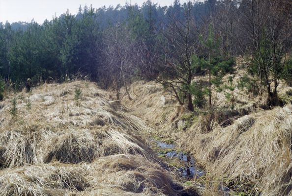 Hradec Králové, 6.3.2002
Rezervace Císařská studánka. Odvodněná bývalá olšina.

Klíčová slova: Hradec Králové Císařská studánka