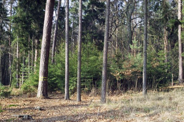 Hradec Králové, 6.3.2002
Rezervace Císařská studánka



Klíčová slova: Hradec Králové Císařská studánka