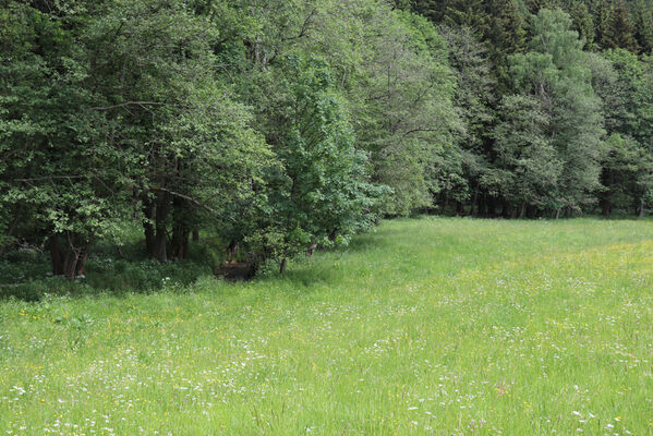 Horní Maršov, Horní Lysečiny, 11.6.2022
Údolí Lysečinského potoka.
Klíčová slova: Horní Maršov Horní Lysečiny Lysečinský potok Aplotarsus angustulus