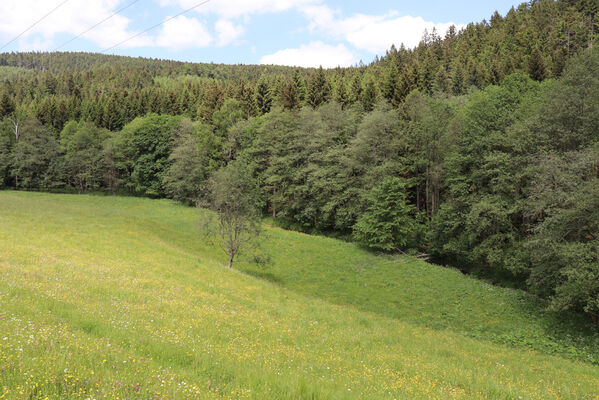 Horní Maršov, Horní Lysečiny, 11.6.2022
Údolí Lysečinského potoka.
Schlüsselwörter: Horní Maršov Horní Lysečiny Lysečinský potok Aplotarsus angustulus